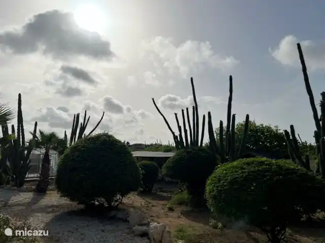 Aruba Hidden Garden Casa de 3 dormitorios en Aruba, Paradera, Paradera - casa vacacional Jardín particularmente grande con hermosos pájaros y todo tipo de otros animales.