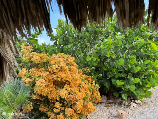 Aruba Hidden Garden Casa de 3 dormitorios en Aruba, Paradera, Paradera - casa vacacional Jardín particularmente grande con hermosos pájaros y todo tipo de otros animales.