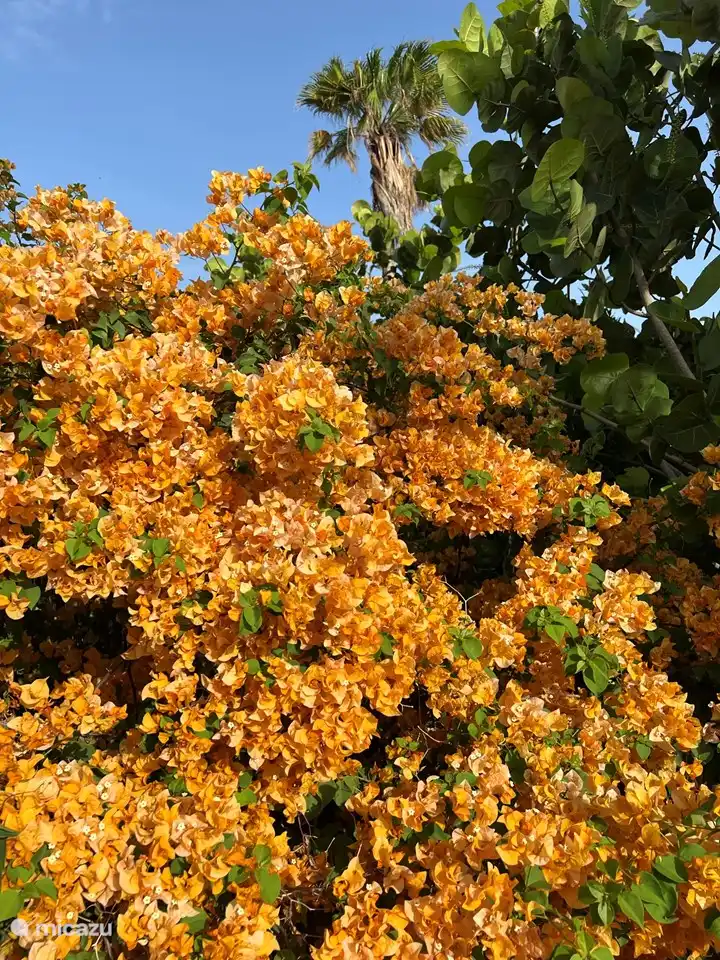 Jardin particulièrement grand avec de beaux oiseaux et toutes sortes d'autres animaux
