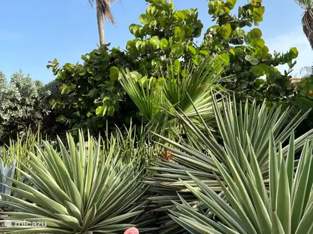 Aruba Hidden Garden Casa de 3 dormitorios en Aruba, Paradera, Paradera - casa vacacional Jardín particularmente grande con hermosos pájaros y todo tipo de otros animales.