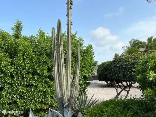 Aruba Hidden Garden Casa de 3 dormitorios en Aruba, Paradera, Paradera - casa vacacional Jardín particularmente grande con hermosos pájaros y todo tipo de otros animales.