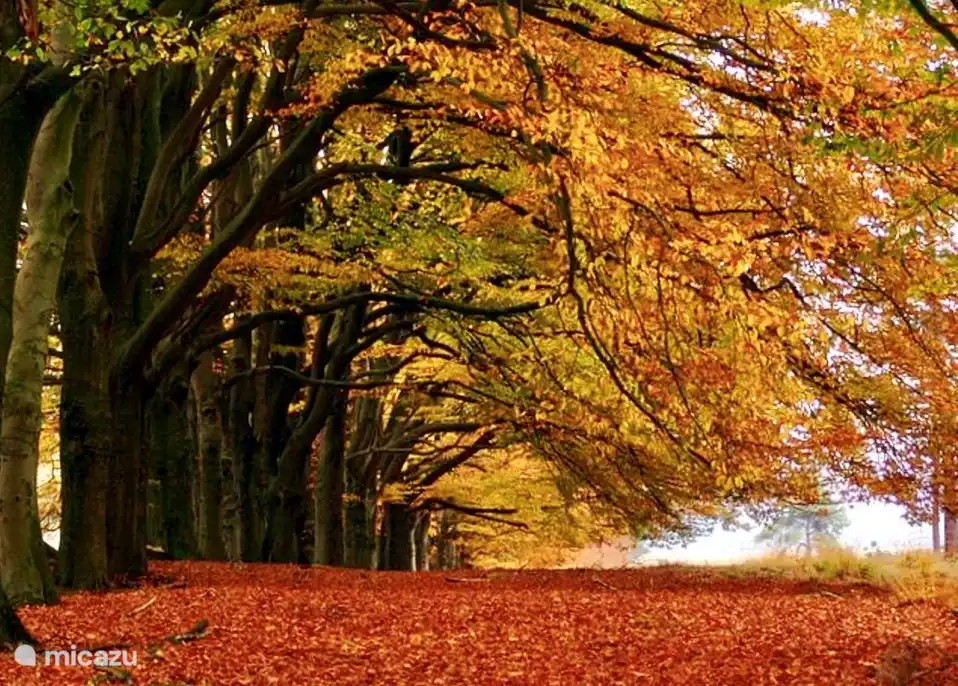 Schöne Herbsttöne in der natürlichen Umgebung unseres Hauses.