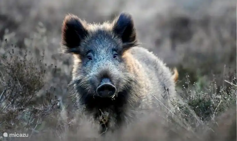 Junges Wildschwein in den Wäldern der Veluwe.