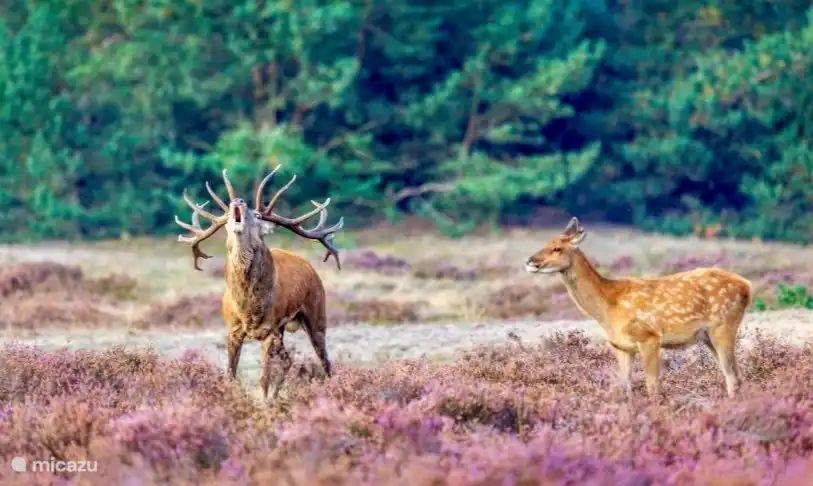 Wild auf der Veluwe in Fahrrad- und Gehentfernung von unserem Haus.