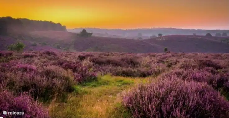 Blühende Heide im August auf der Veluwe, dem Gebiet, in dem sich unser Zuhause befindet.