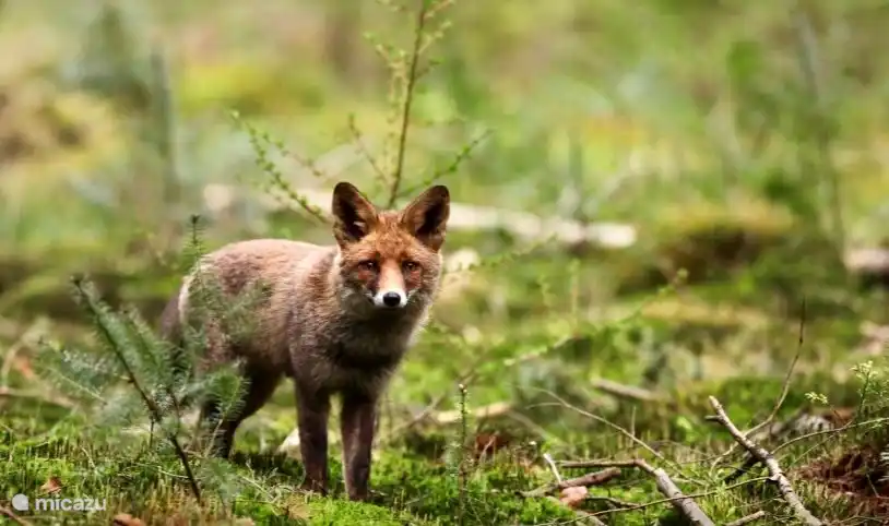 Fuchs in der Veluwe.
