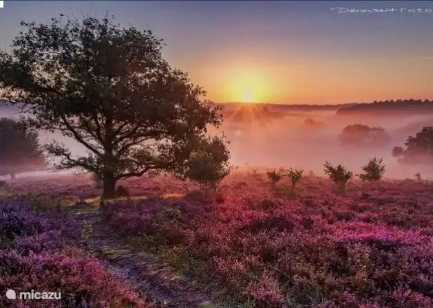 Ein weiteres schönes Bild von blühender Heide im August auf der Veluwe bei Sonnenaufgang.
