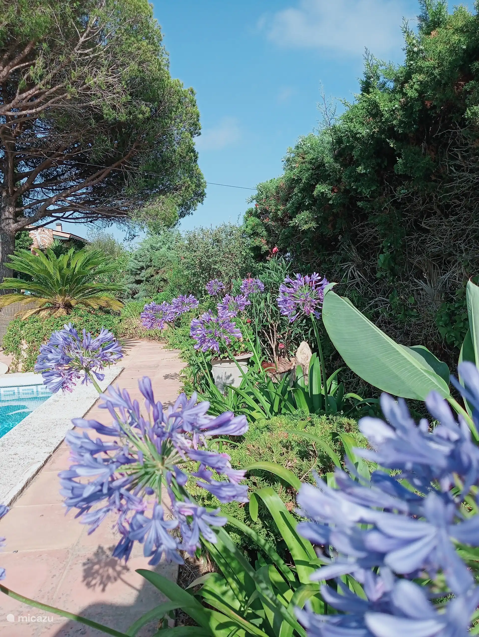 Garden in June along the pool