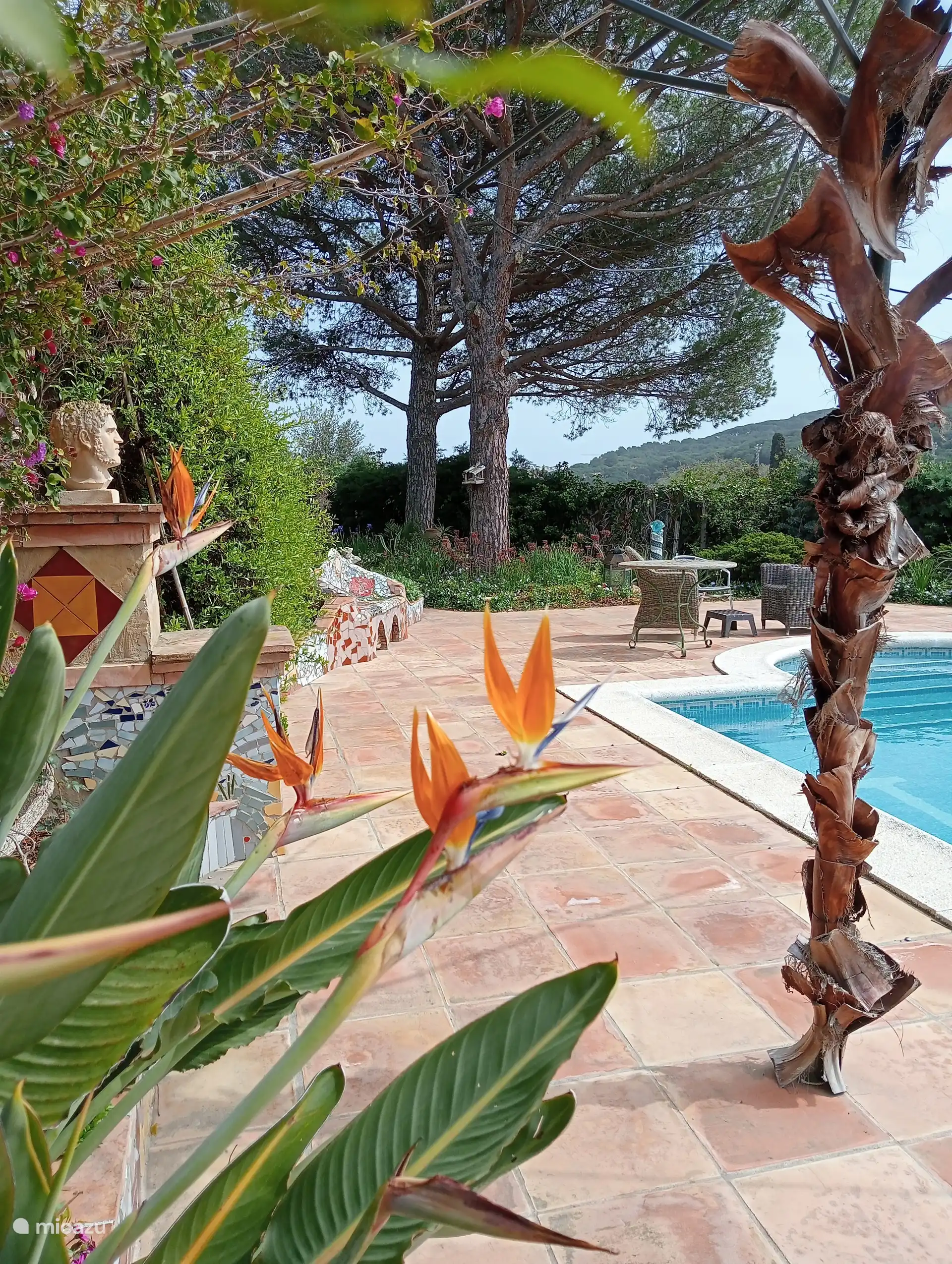 Many plants around the pool