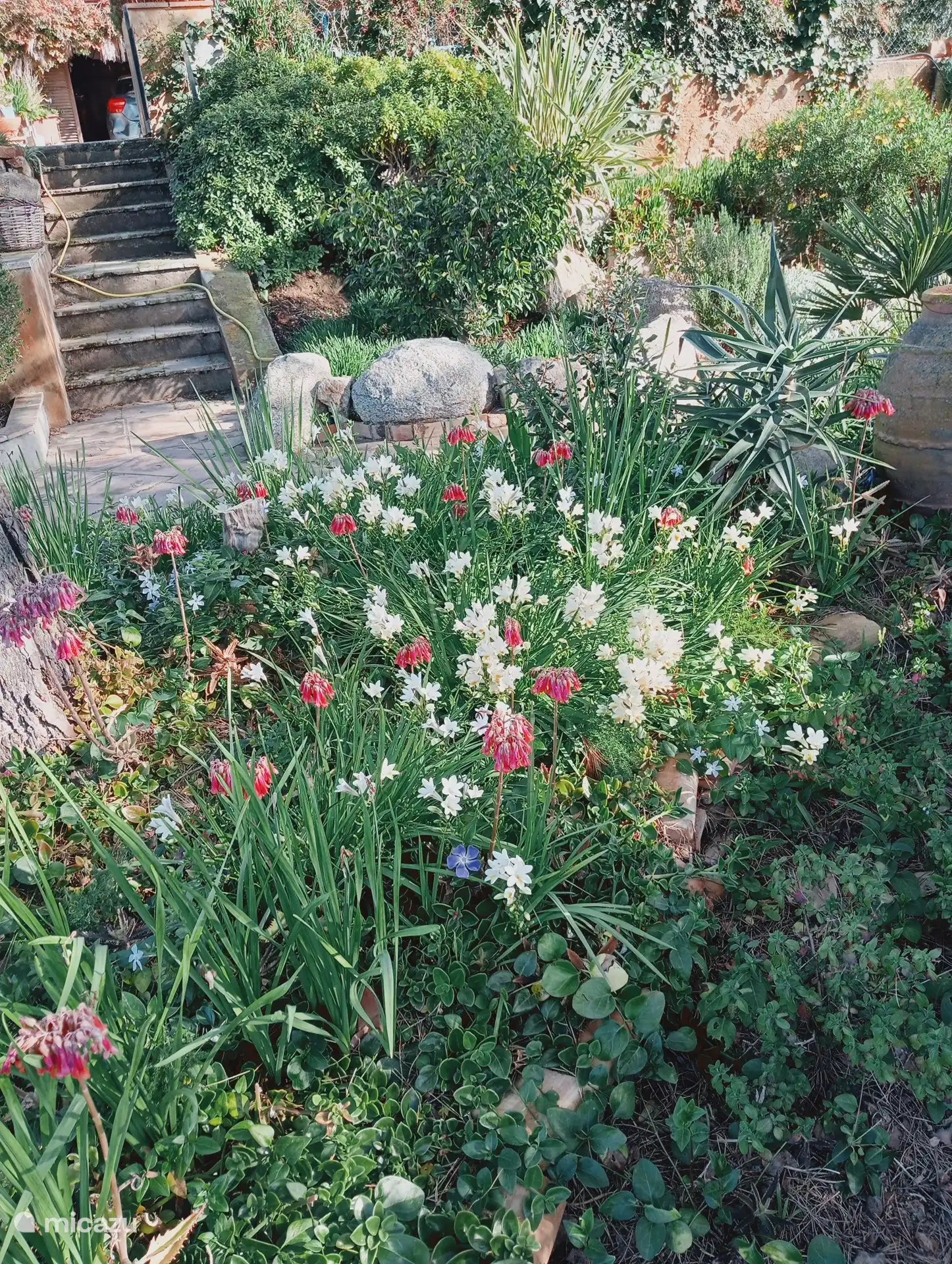 Der Garten im März, wo man Freesien riechen kann, die einen berauschen.