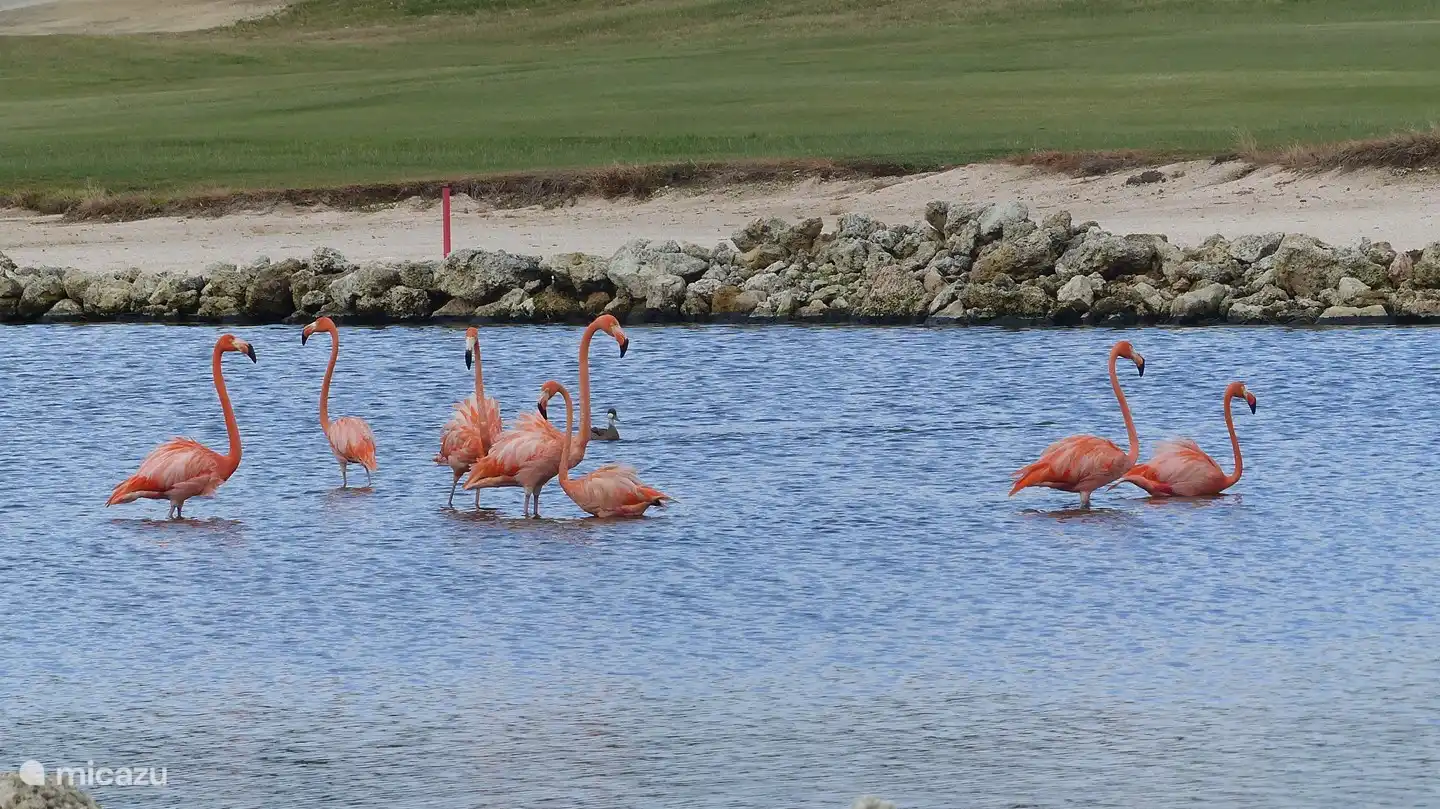 Flamingos entlang des Golfplatzes