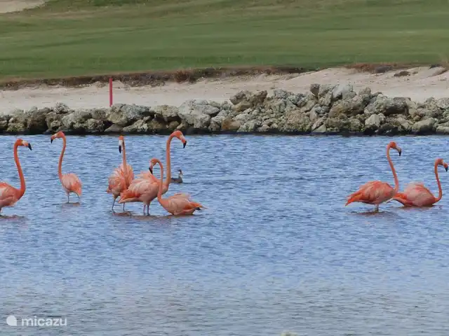 Blue Bay Penthouse REEF 5 OCEAN VIEW huren in Curaçao, Curacao-Midden, Willemstad - appartement Flamingos langs de golfbaan