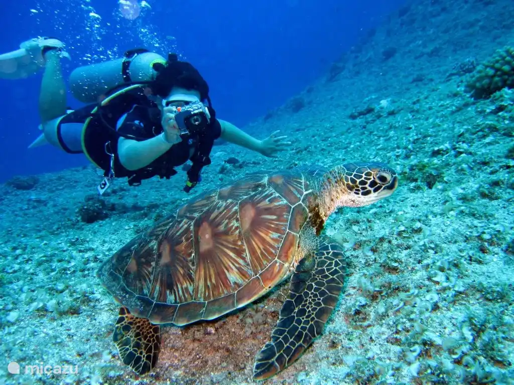 Tauchen mit Schildkröten und tropischen Fischen/Korallen oder einfach nur Schnorcheln