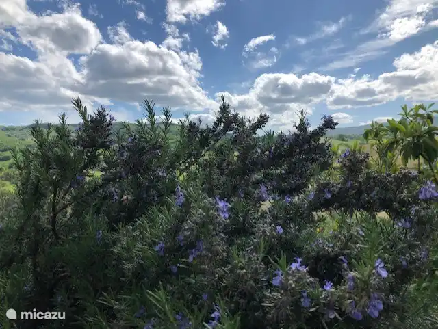 Der Rosmarin blüht in der Vor- und Nachsaison