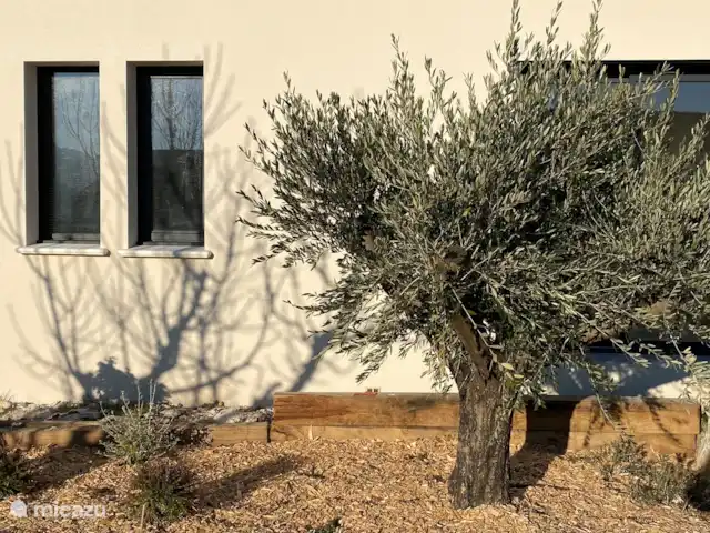 Maison Marasco huren in Frankrijk, Vaucluse, Blauvac - vakantiehuis De tuin met een beregend grasveld, houten terras naast het zwembad, schaduw van oleanders, kersebomen en olijfboom, en een kruidentuintje