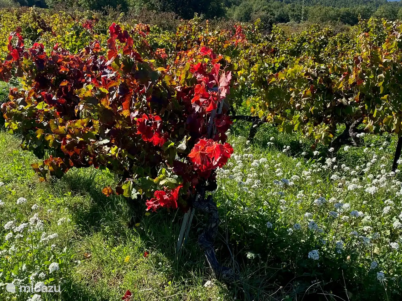 Frühling oder Herbst, die Farben und Düfte sind überwältigend.