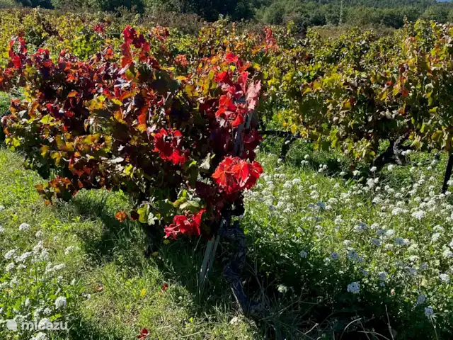 Maison Marasco huren in Frankrijk, Vaucluse, Blauvac - vakantiehuis Lente of herfst, de kleuren en geuren zijn overweldigend.