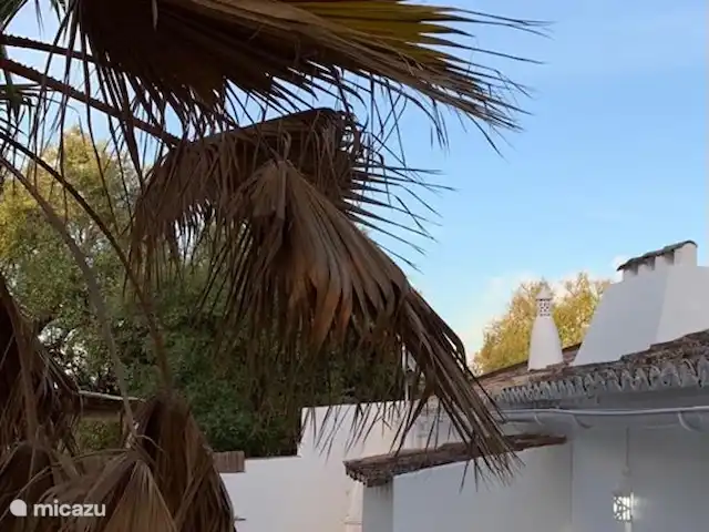 Location de Vacances Portugal, Algarve, Moncarapacho, maison de vacances - Casa Beliche Casa Beliche