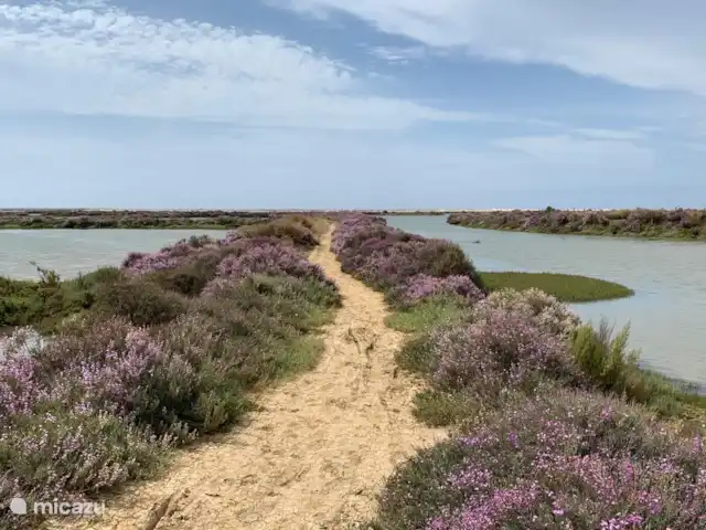 Location de Vacances Portugal, Algarve, Moncarapacho, maison de vacances - Casa Beliche