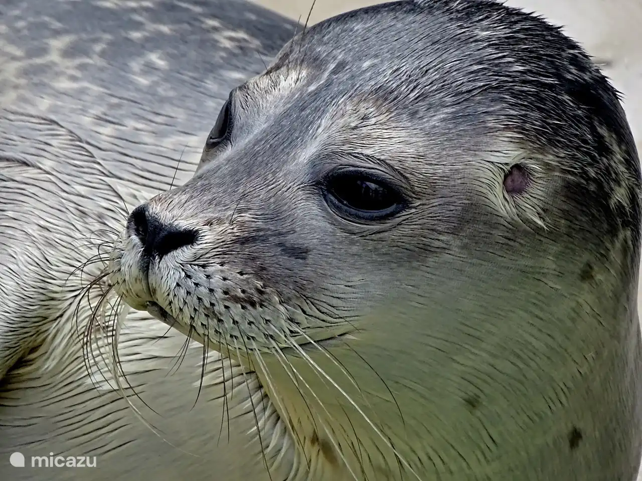 Beobachten Sie Robben vom Strand aus (10 Min. zu Fuß) vergessen Sie Ihr Fernglas nicht!