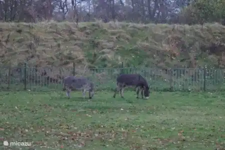 Le parc de vacances 't Hooge Holt