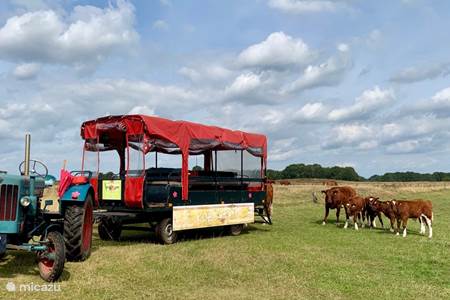 Safari de vacas en la granja Vechtdal en Ommen