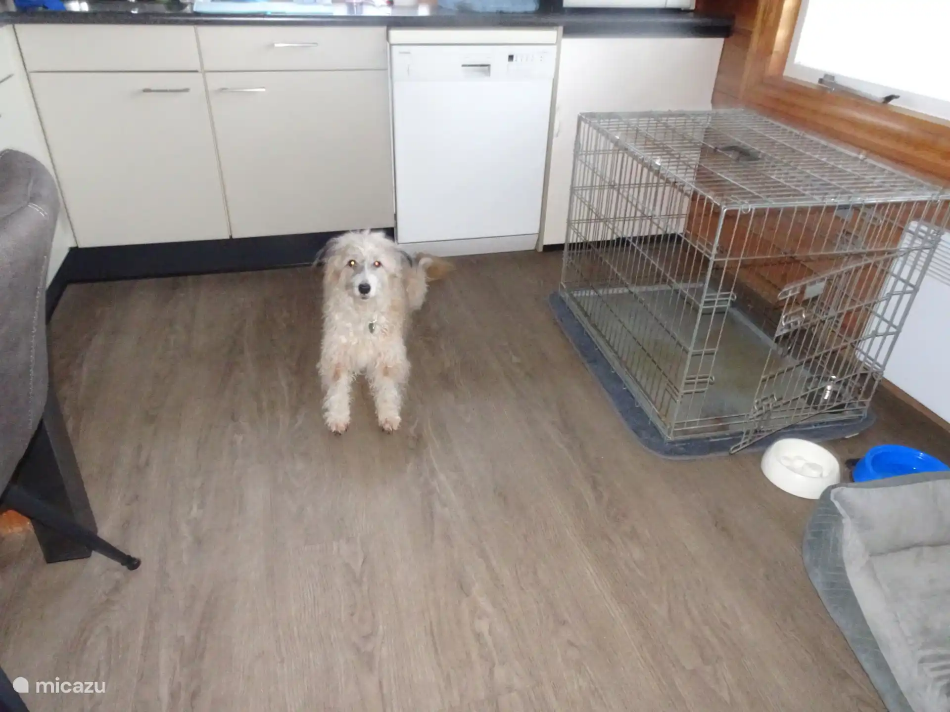 Grote bench voor de hond aanwezig