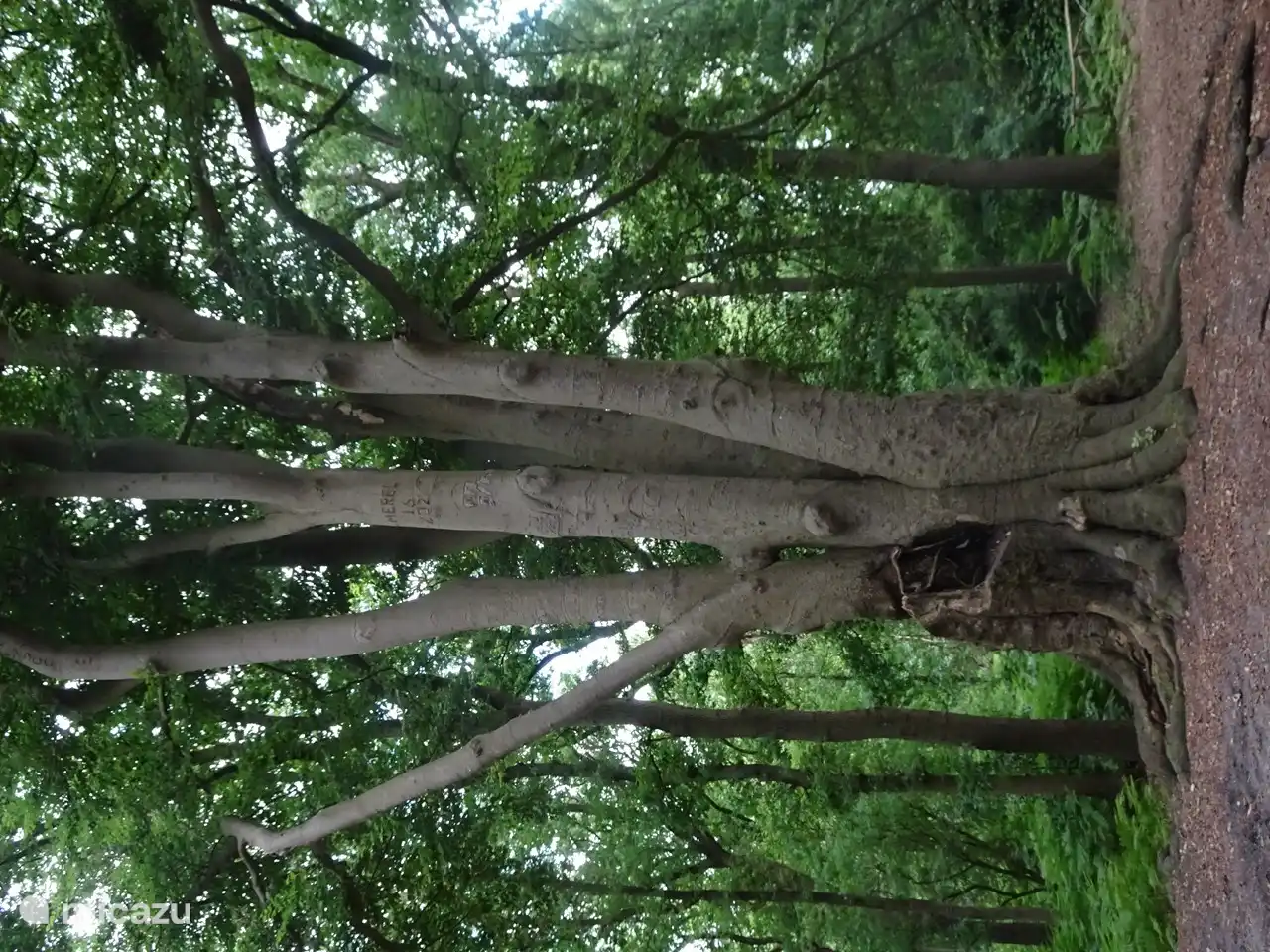 Forêt, où vous pouvez vous promener