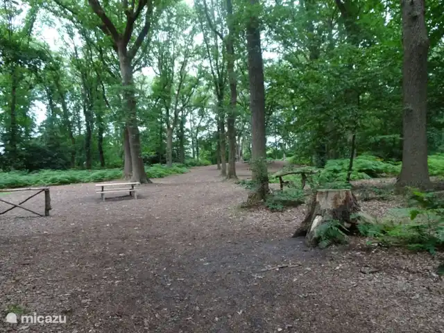 Chalet finlandais, dans un parc avec piscine | Pays-Bas, Overijssel, Gramsbergen - maison de vacances Forêt, où l'on peut aussi rester à l'ombre sur un set de pique-nique