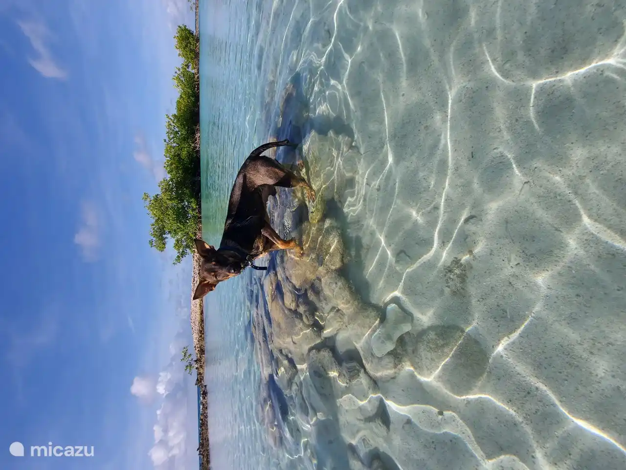 Doggy Beach - Jan Thiel