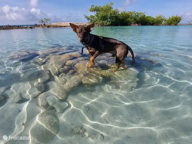 BlijeRust Penthouse Curadise | Curaçao, Curaçao-Centre, Blue Bay - appartement Chien Plage - Jan Thiel