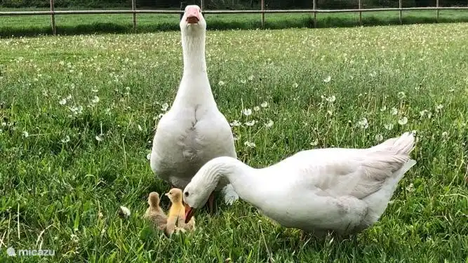 Und manchmal gibt es Küken