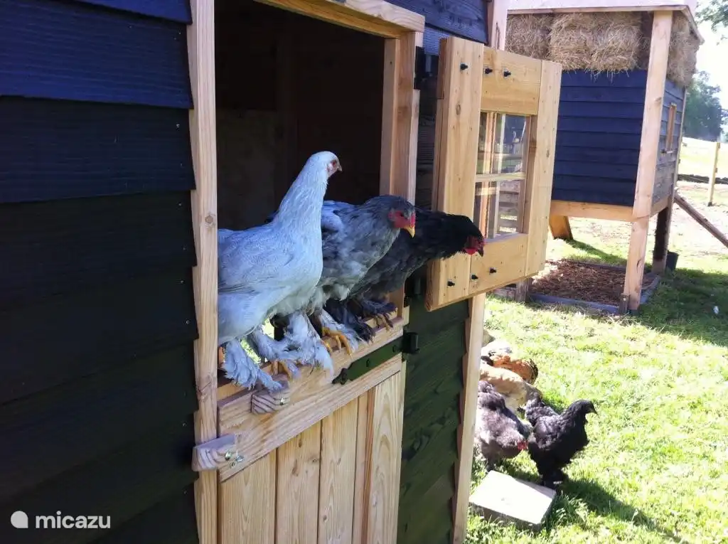 Täglich frische Eier