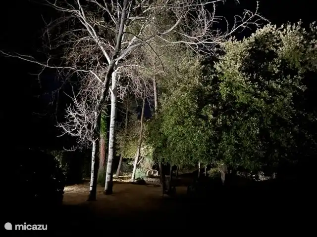 großer Waldgarten ist wunderschön beleuchtet