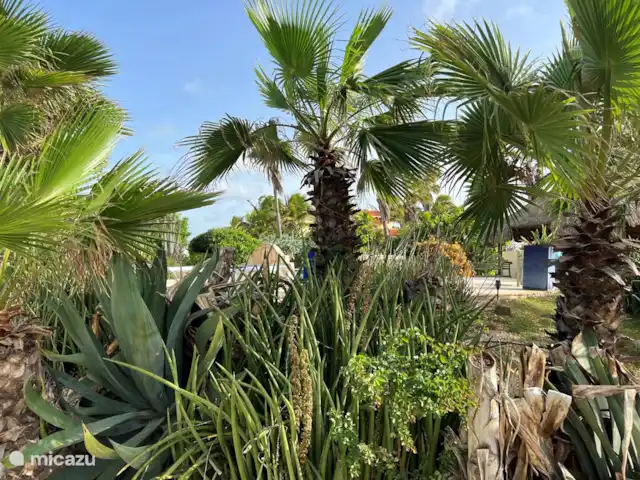 Aruba Hidden Garden Maison 1 chambre | Aruba, Paradera, Paradera - maison de vacances Jardin particulièrement grand avec de beaux oiseaux et toutes sortes d'autres animaux