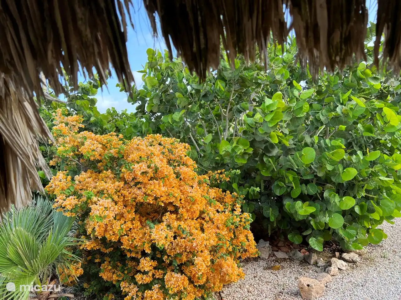 Bijzonder grote tuin met prachtige vogels en allerlei andere dieren