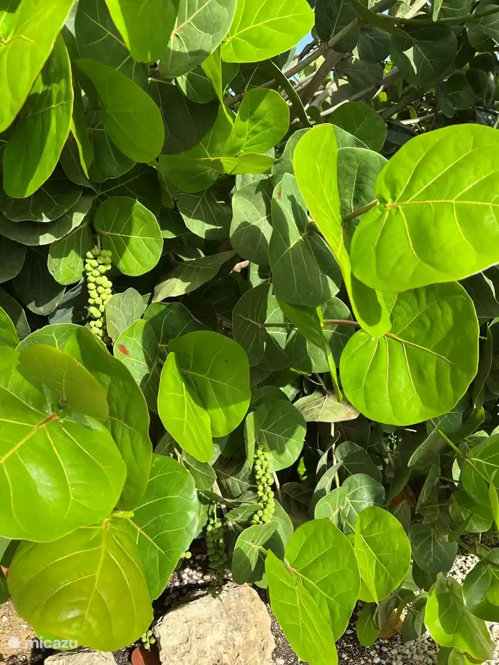 Bijzonder grote tuin met prachtige vogels en allerlei andere dieren