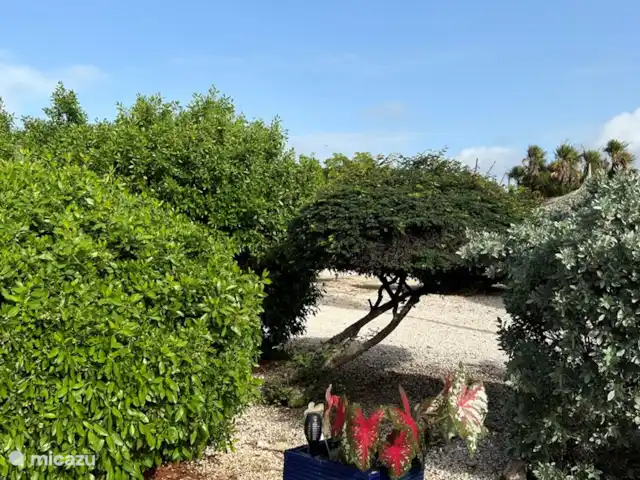 Aruba Hidden Garden Maison 1 chambre | Aruba, Paradera, Paradera - maison de vacances Jardin particulièrement grand avec de beaux oiseaux et toutes sortes d'autres animaux