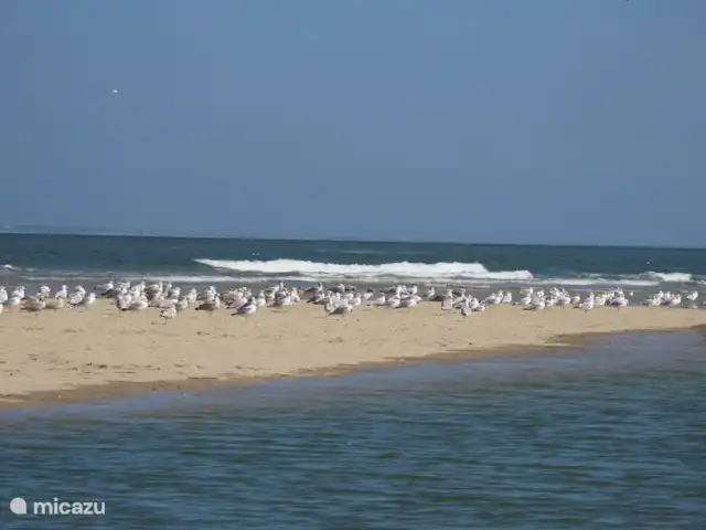 OLMEN DUIN N°49 | Pays-Bas, Zélande, Serooskerke - chalet Le soleil, la mer, de merveilleuses plages infinies, de belles petites villes... c'est la Zélande !