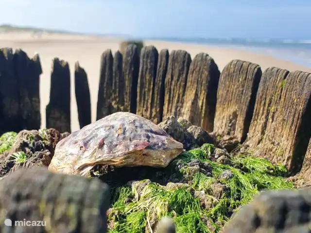 OLMEN DUIN N°49 | Pays-Bas, Zélande, Serooskerke - chalet Le soleil, la mer, de merveilleuses plages infinies, de belles petites villes... c'est la Zélande !