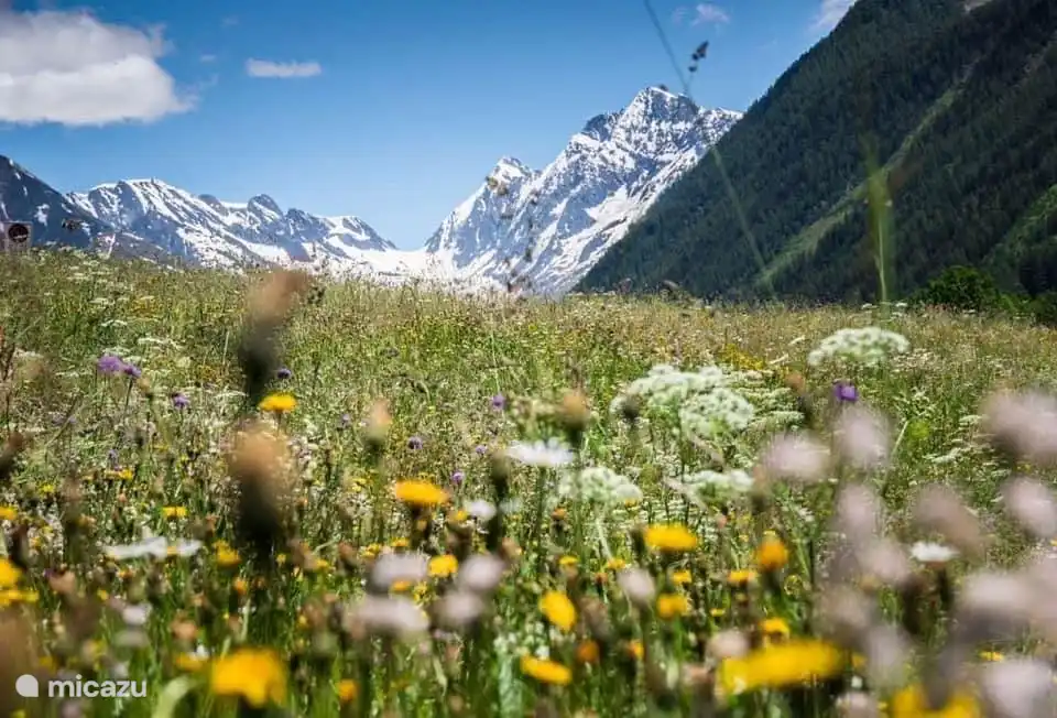 Beim Wandern können Sie köstliche Alpenkräuter genießen