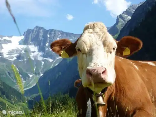 Sie werden sie unterwegs spontan treffen. Die Kühe mit ihren Kuhglocken.