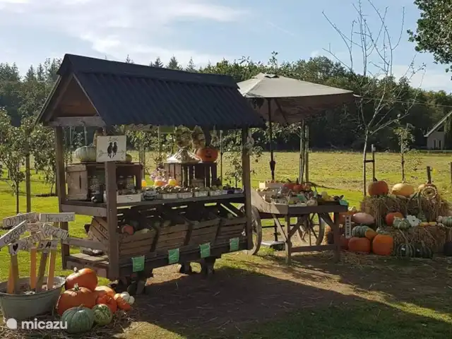 Chalet Abija | Pays-Bas, Gueldre, Wells - chalet