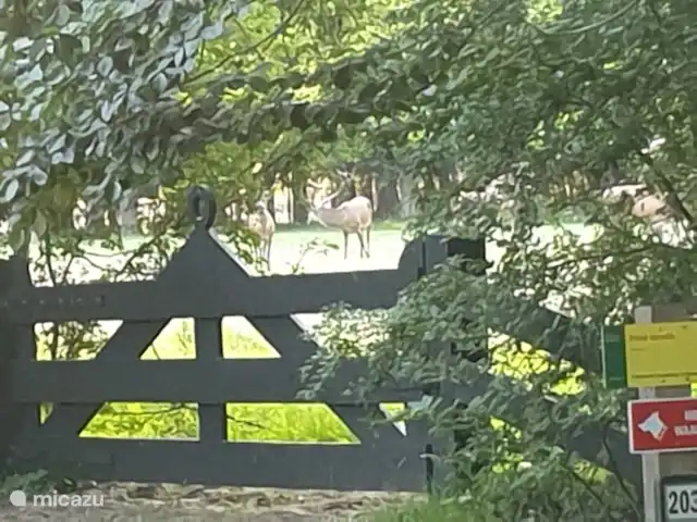 Chalet Abija | Pays-Bas, Gueldre, Wells - chalet observation des cerfs dans la nature