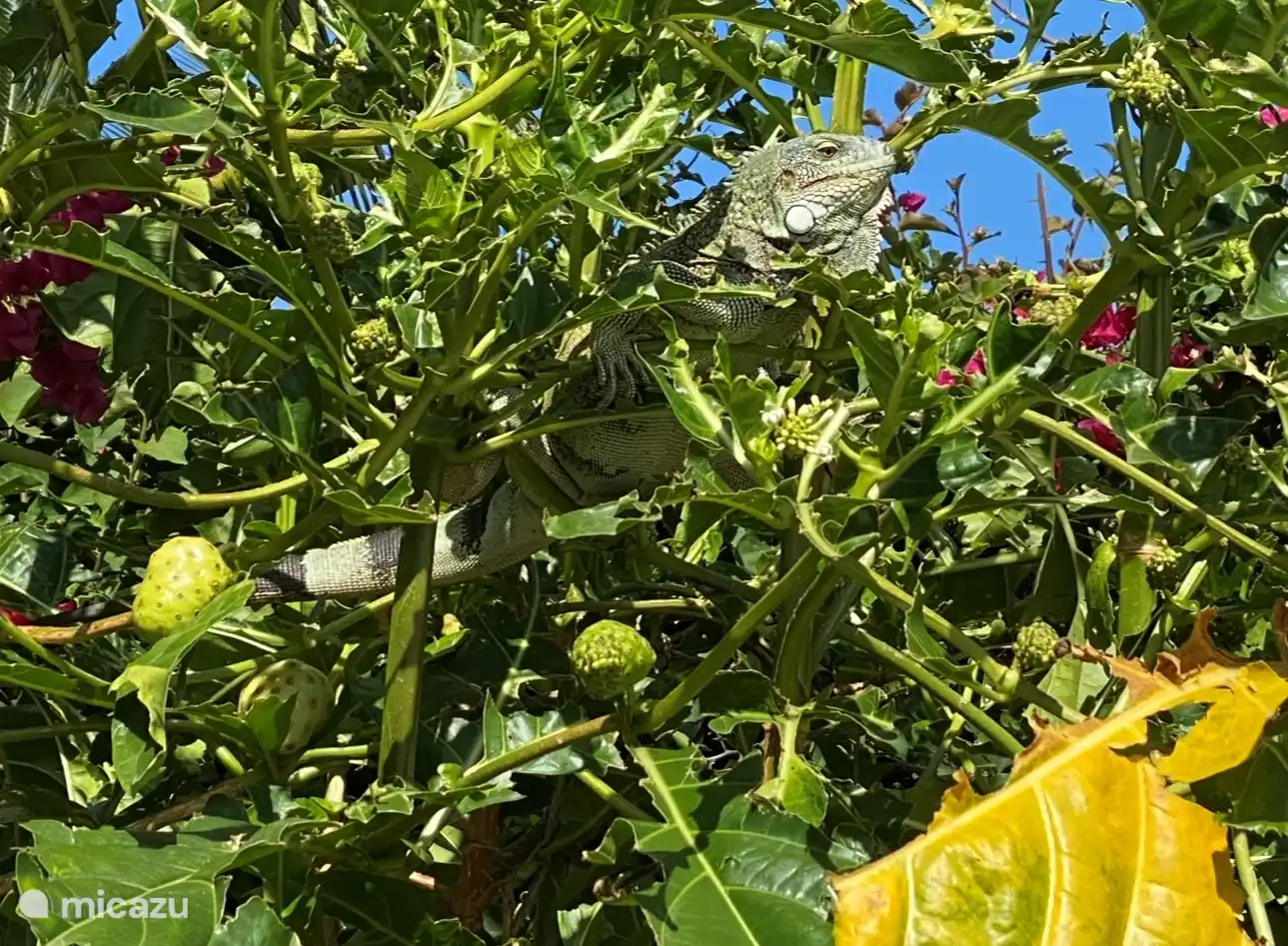 Leguan in onze tuin