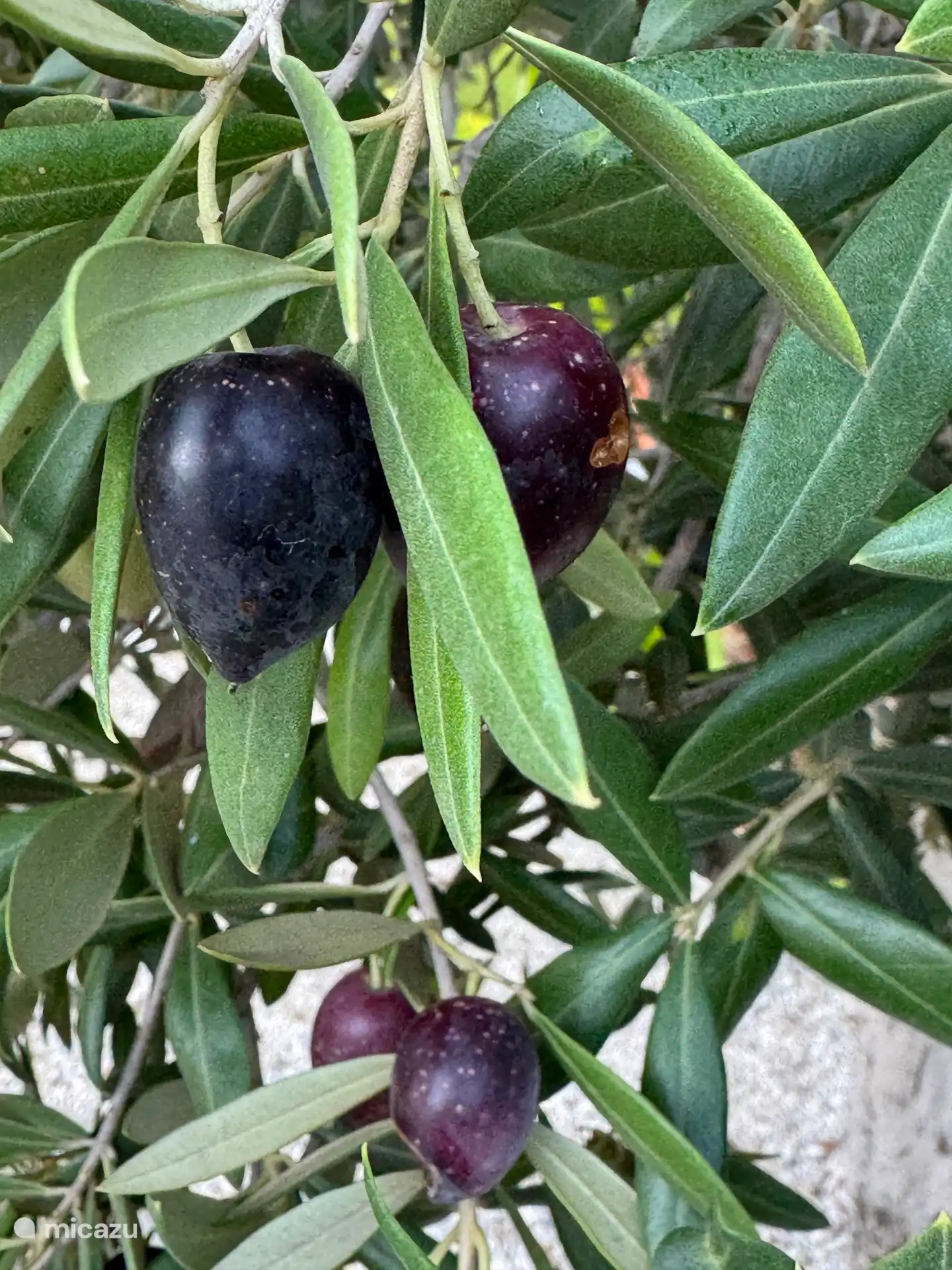 Olive and fruit trees in the garden