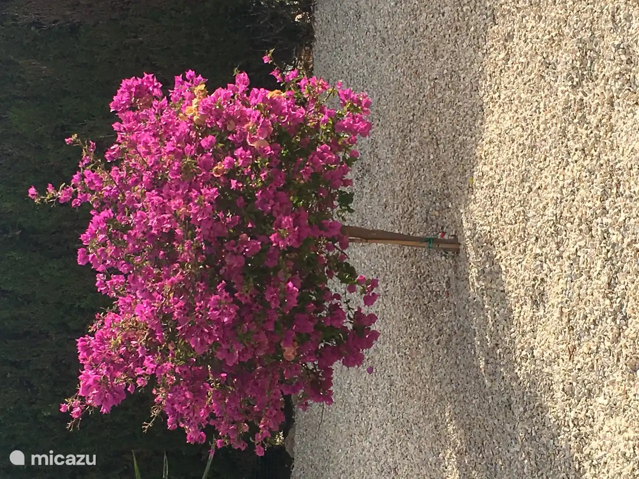 My favorite, garden in front of the house