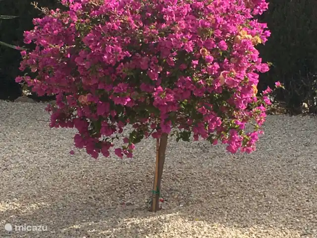 CasaSolymar en España, Costa Blanca, Moraira - villa Mi favorito, jardín frente a la casa