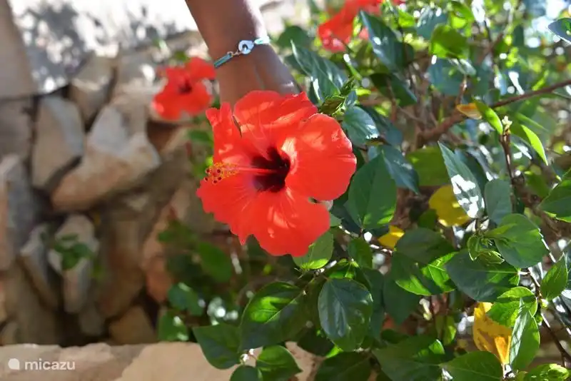 There are flowers in the garden all year round.