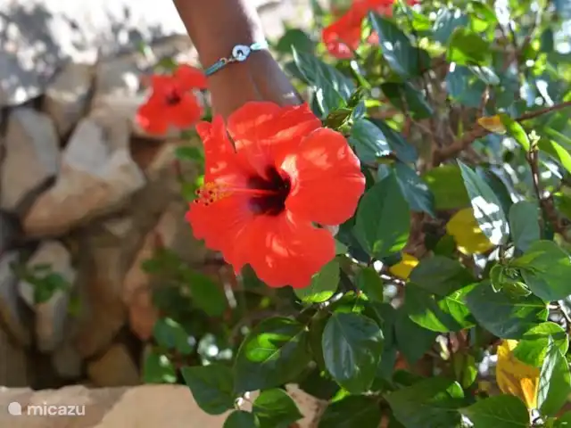 CasaSolymar en España, Costa Blanca, Moraira - villa Hay flores en el jardín todo el año.